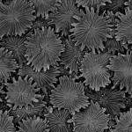 Leaf surface of an Ivy plant