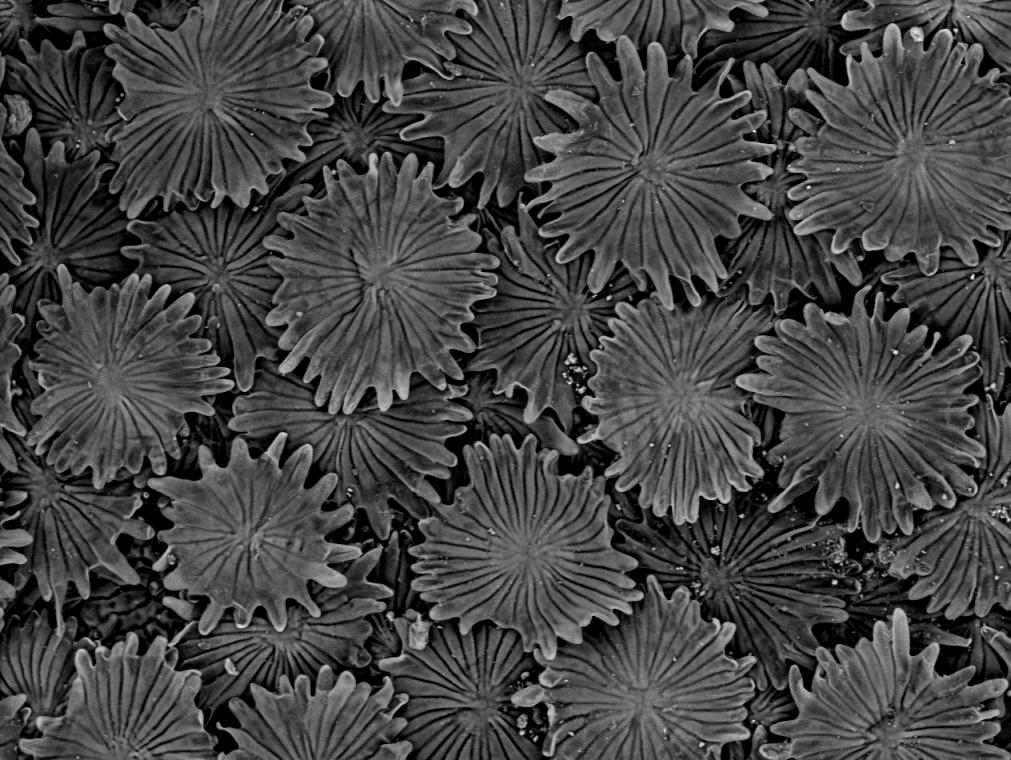 Leaf surface of an Ivy plant