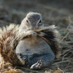 A Cape ground squirrel grooming in Namibia // Photo: Jane Waterman