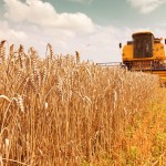 A combine mowing wheat