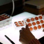 someone hold up slides of what looks like blood