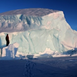 Glacial ice trapped in sea ice.