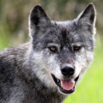 A grey wolf