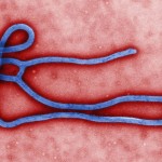 The Ebola virus