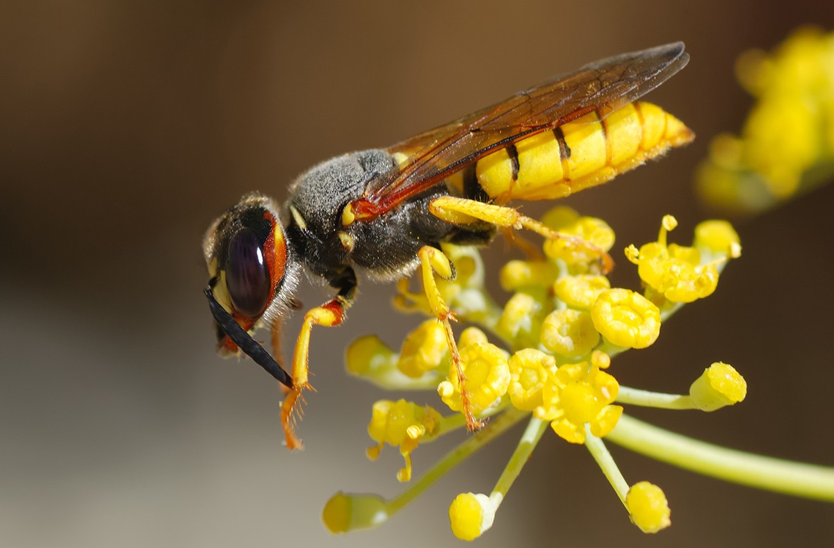 Wasp sitting on top of a yellow flower.