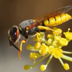 Wasp sitting on top of a yellow flower.