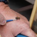 How to deal with a bee sting