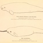 Narwhal and Beluga scientific drawing