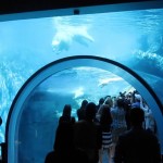 U of M researchers connected with the zoo to help shape the world’s top polar bear exhibit.