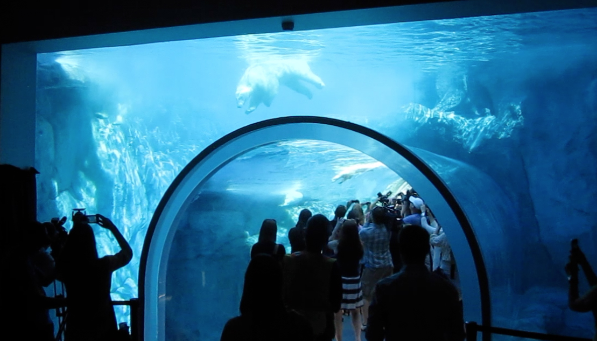 U of M researchers connected with the zoo to help shape the world’s top polar bear exhibit.