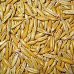 oat seeds