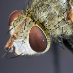 Tachinid fly