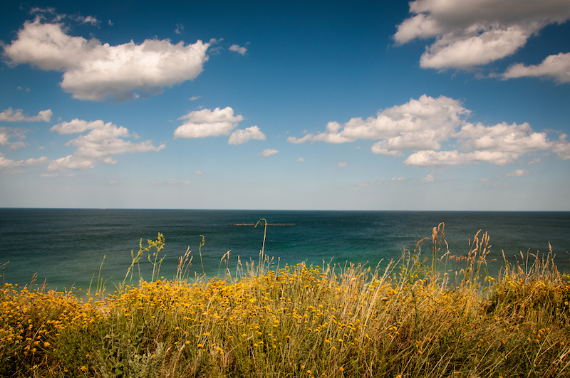 a lake with some grasses in the foreground
