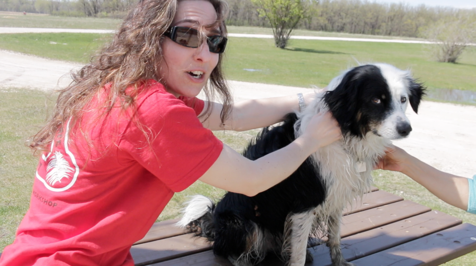 checking dog for ticks