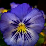 Viola Pansy