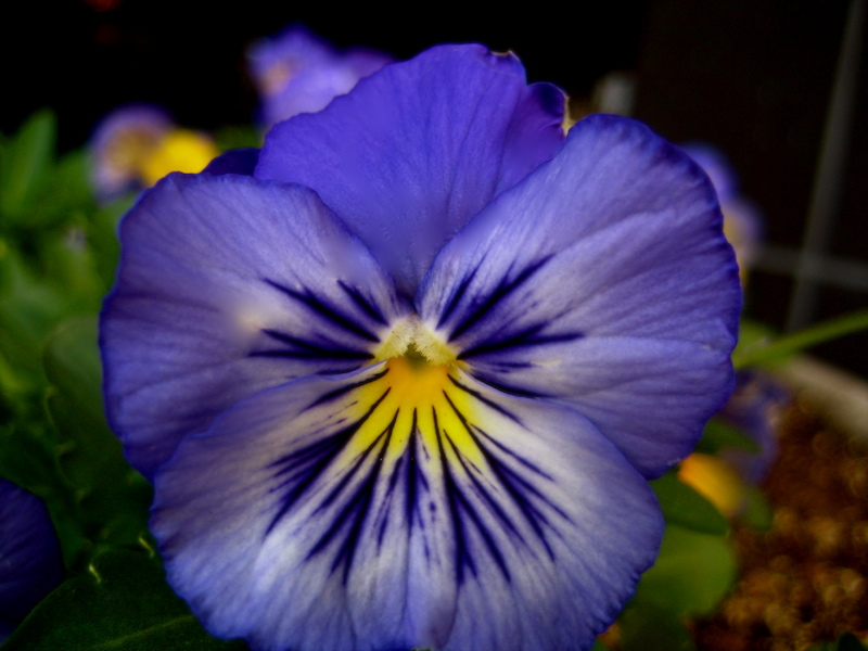 Viola Pansy