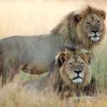 Cecil the Lion // Photo: Brent Stapelkamp, researcher, Oxford University