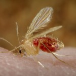 Phlebotomus papatasi, the sand fly // Photo: Frank Collins