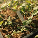 Plants growing on the UMSU roof top deck