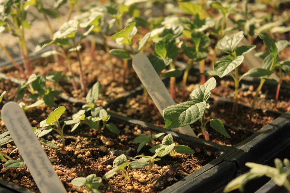 Plants growing on the UMSU roof top deck