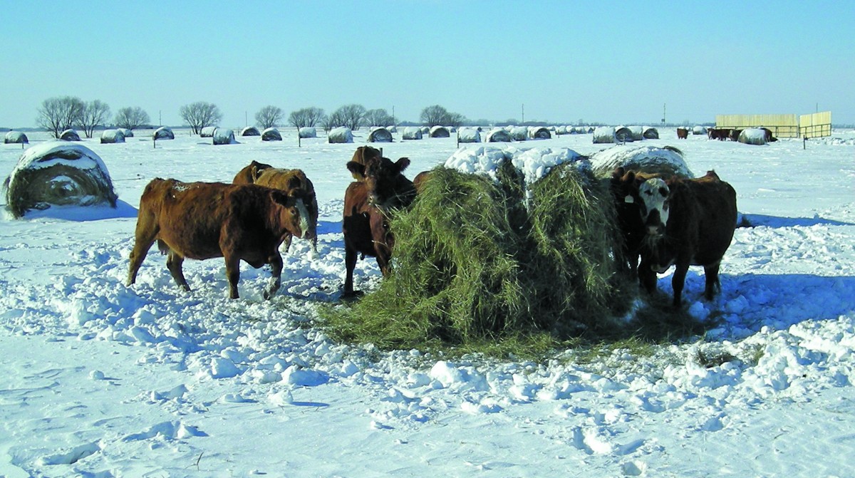 Cattle in winter feed in the snow
