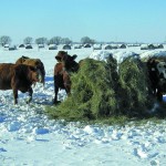 Cattle in winter feed in the snow