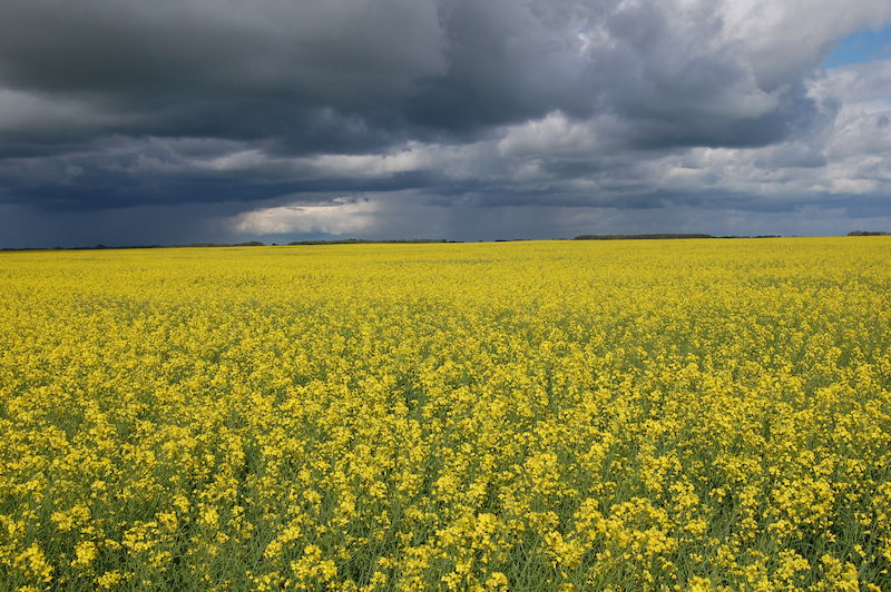Canola field
