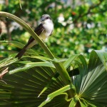 A gray kingbird rests on a palm in Grenada