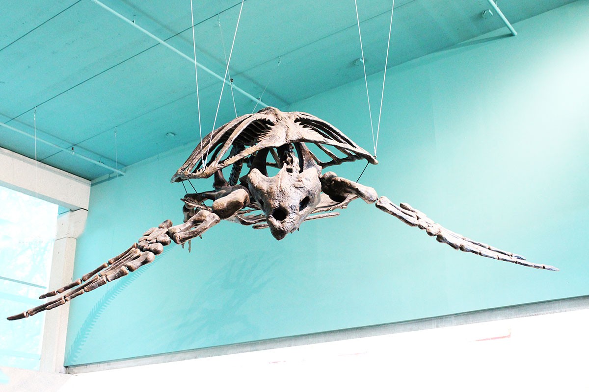 Inside the Ed Leith Cretaceous Menagerie. // Photo by Chris Reid