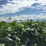 Soybean plants in a sunny field