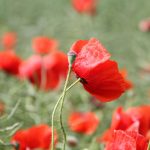Poppies image from Susanne Nilsson/flickr.