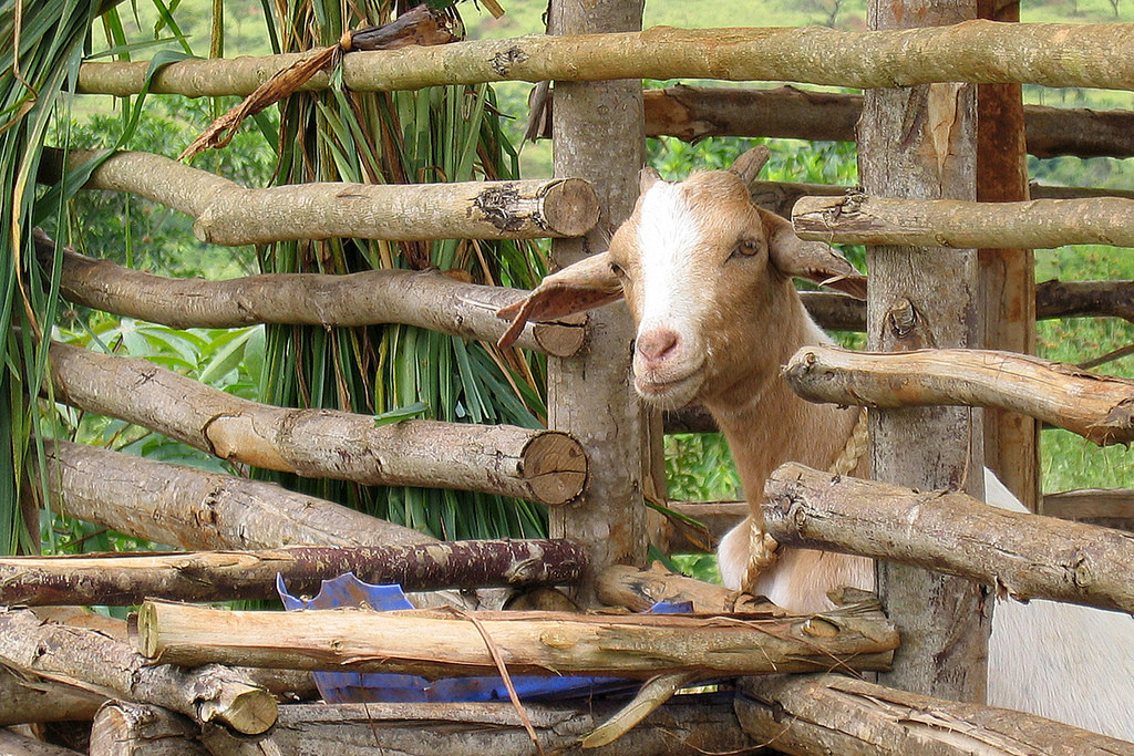 Trust for Africa's Orphans, Flickr, Feb. 8, 2007