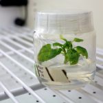 Undergraduate student Vanessa Hoi is working on growing genetically modified canola plants that will have bigger and better seeds. // Photo by Kaitlin Vitt