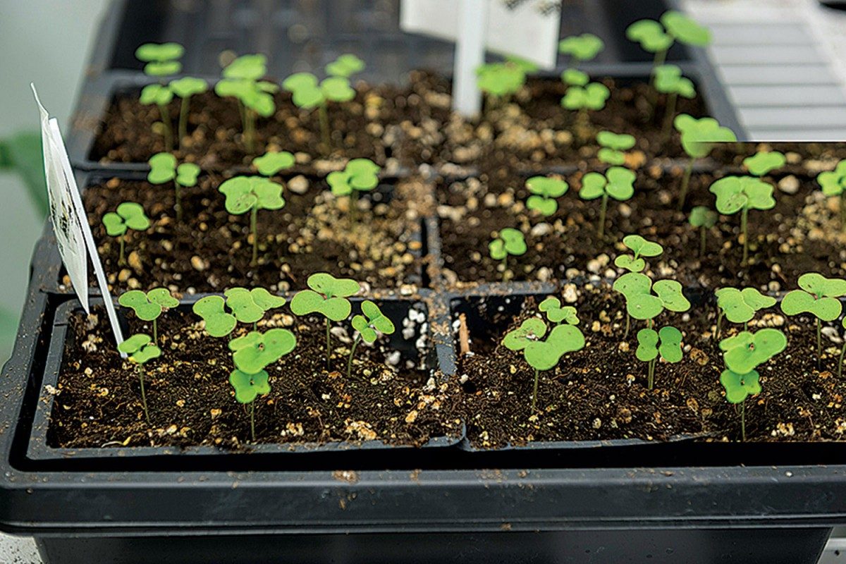 Canola sprouts. // Photo by David Lipnowski