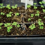 Canola sprouts. // Photo by David Lipnowski