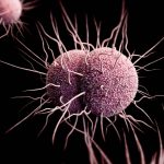This illustration depicts a three-dimensional (3D) computer-generated image of a number of drug-resistant Neisseria gonorrhoeae diplococcal bacteria. Note that extending from the organisms’ exterior were type IV pili, or hair-like appendages, which in this case, are used to promote motility for these bacteria, and improve surface adherence. The artistic recreation was based upon scanning electron microscopic (SEM) imagery.