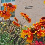 a bee pollinates a flower in front of the Biological Sciences building on the Fort Garry campus