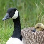 Canada Goose and gosling