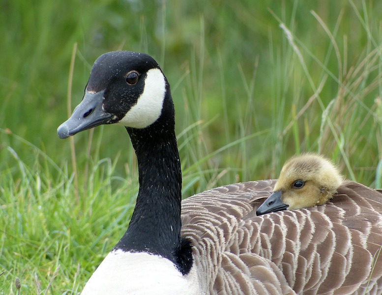 Canada Goose and gosling