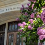 Lilacs in front of Tier Building