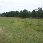 Transmission Line With Native Prairie