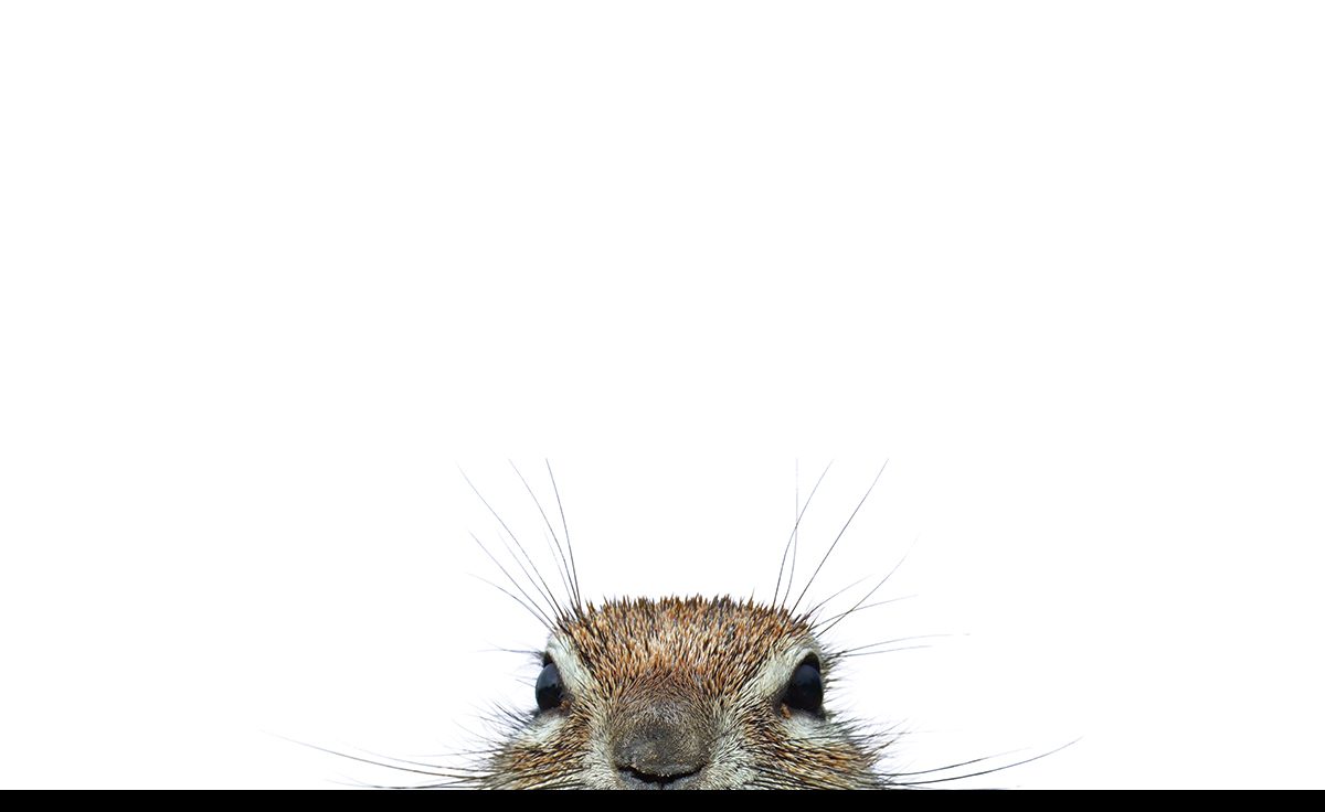 A ground squirrel.
