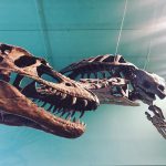 Cool Instagram capture of the by Ed Leith Cretaceous Menagerie in the Wallace Building by @um.seses (Society for Earth Sciences and Environmental Students).