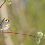 Golden-winged Warbler // Photo: Christian Artuso