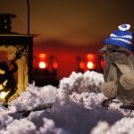 a bird ina toque and scarf by a candle