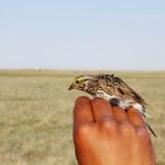 Savannah Sparrow sits on a hand // Photo: Clair Curry