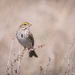 Savannah Sparrow // Photo: Paulson Des Brisay
