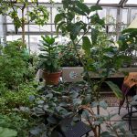 The Buller Greenhouse is a summer oasis in the middle of a harsh winter, shared by @jurisdixtion on Instagram