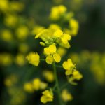 Canola plants.