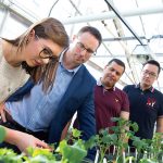 Ashley Ammeter, Robert Duncan, Mohamed Elhiti and Kenny So examining populations in the greenhouse that vary for seed storage protein content. // Photo by Mike Latschislaw